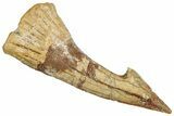 Fossil Sawfish (Onchopristis) Rostral Barb - Morocco #351675-1